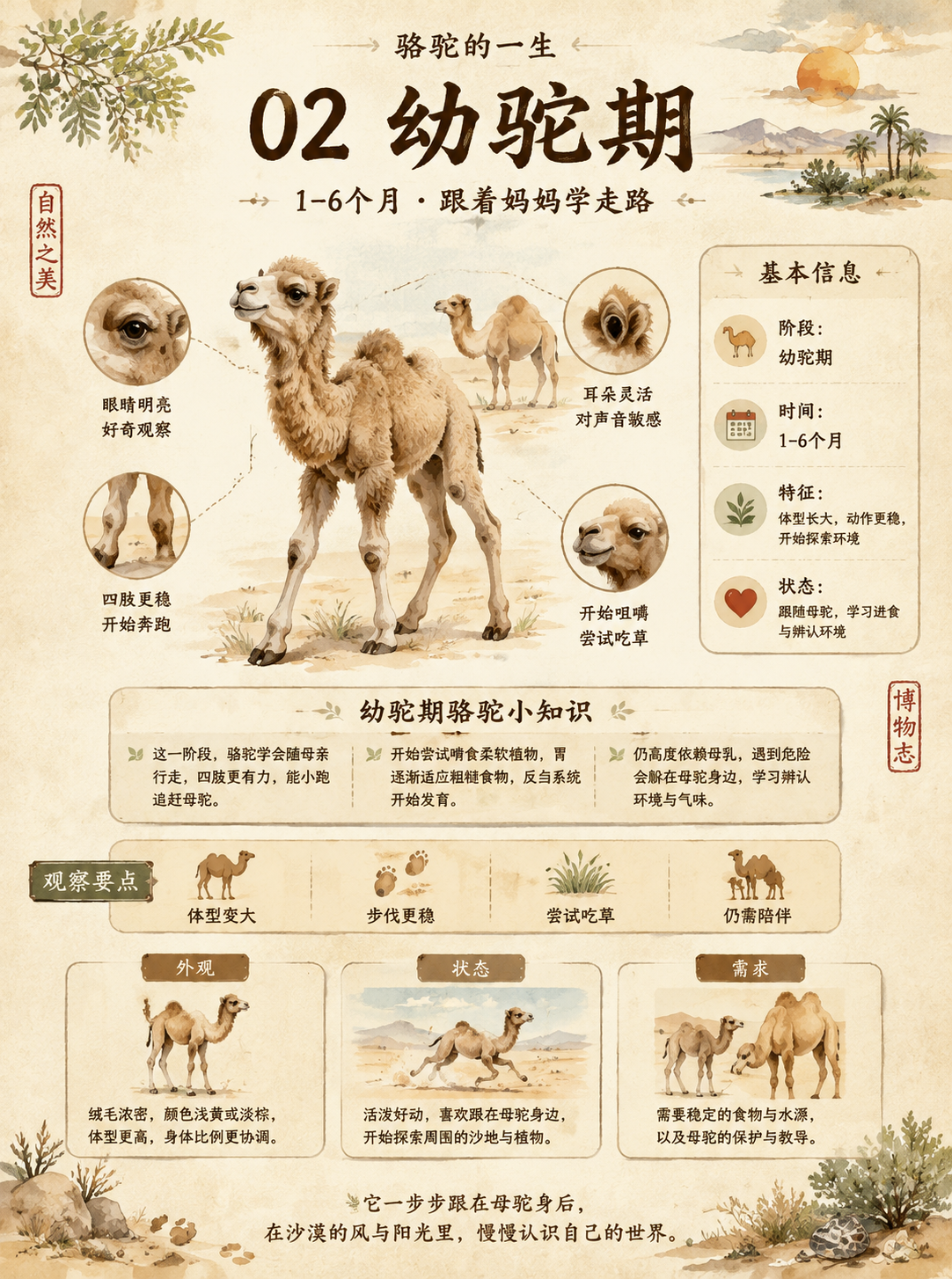 【唯一变量】 主题对象：骆驼 请根据上面的“主题对象”生成一张竖版中文科普图鉴海报。后文中凡是提到“该对象”“它”“这种生物”“该植物”“该动物”，都统一指代…