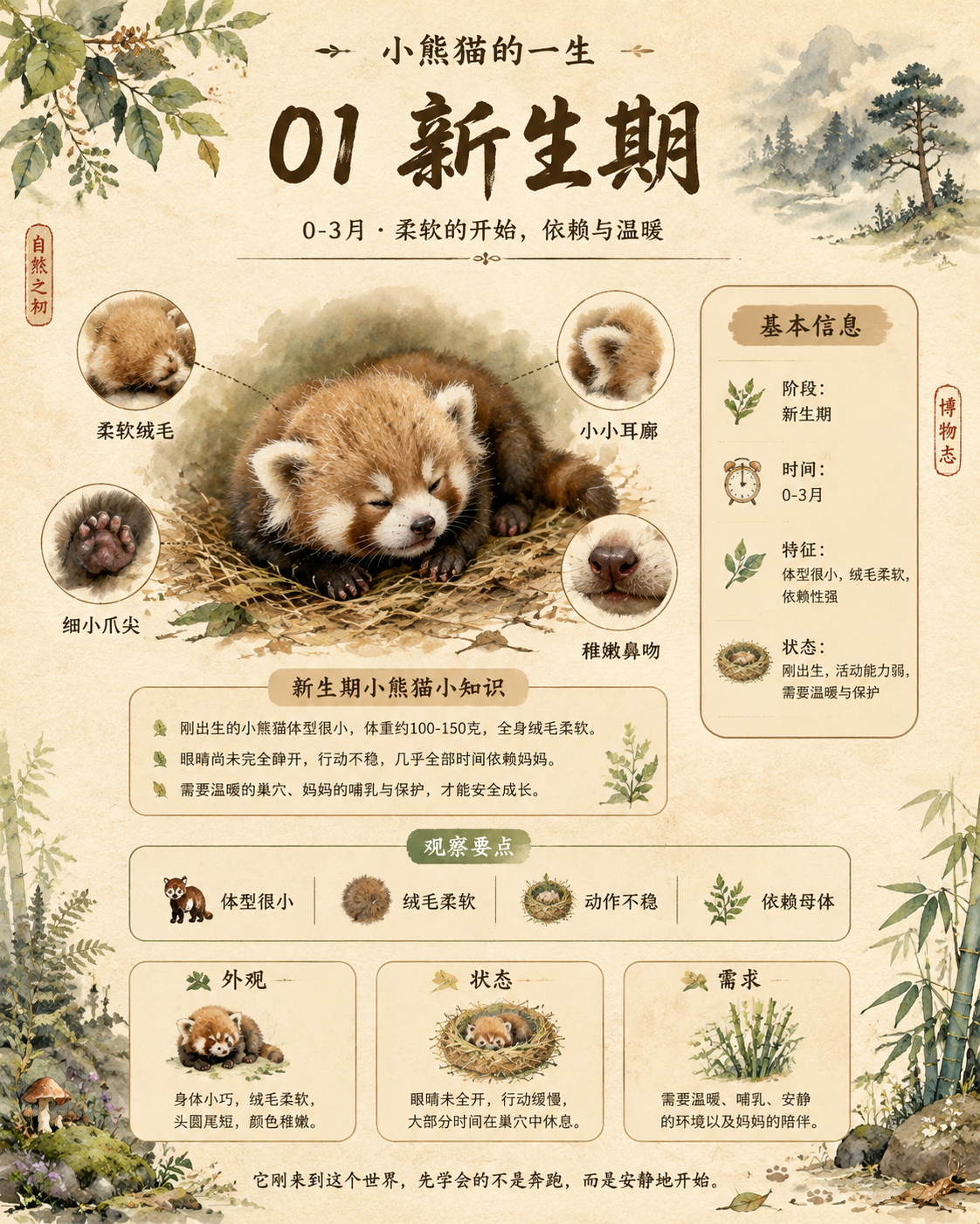 【唯一变量】 主题对象：小熊猫 请根据上面的“主题对象”生成一张竖版中文科普图鉴海报。后文中凡是提到“该对象”“它”“这种生物”“该动物”“该植物”，都统一指…